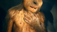 Reconstruction of Paranthropus boisei (Nachosan / CC BY-SA 3.0)