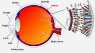 A schematic section through the human eye with a schematic enlargement of the retina (University of Utah)