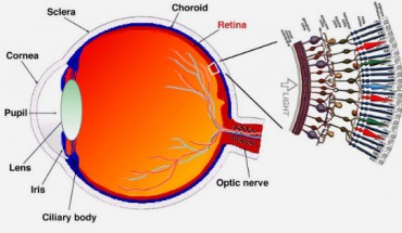 A schematic section through the human eye with a schematic enlargement of the retina (University of Utah)