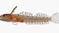 This image shows the beautiful color pattern of Haptoclinus dropi (D. Ross Robertson / Carole C. Baldwin)