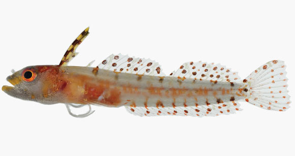 This image shows the beautiful color pattern of Haptoclinus dropi (D. Ross Robertson / Carole C. Baldwin)