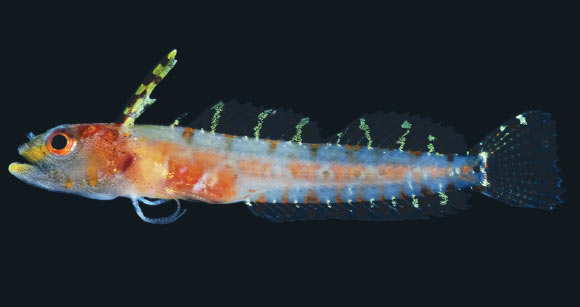 The iridescence on the fins of Haptoclinus dropi shows up, luminescing against dark background (D. Ross Robertson / Carole C. Baldwin)