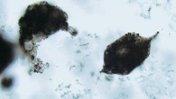 Spindle-like plankton microfossils found in the Farrel Quartzite, Pilbara Craton, northwestern Australia (Christopher House)