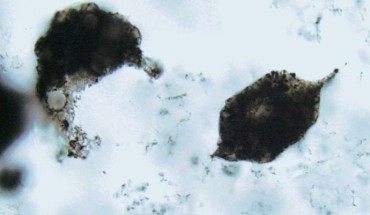 Spindle-like plankton microfossils found in the Farrel Quartzite, Pilbara Craton, northwestern Australia (Christopher House)
