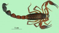 Tityus crassicauda, male (Wilson Lourenço / Eric Ythier)