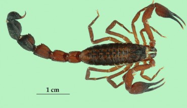 Tityus crassicauda, male (Wilson Lourenço / Eric Ythier)