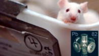 Mutant DISC1 mice exposed to lead and given a psychostimulant exhibited elevated levels of hyperactivity (Westfield State University / Emory University / Sci-News.com)