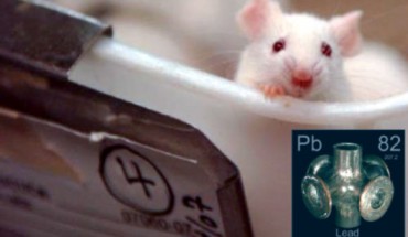 Mutant DISC1 mice exposed to lead and given a psychostimulant exhibited elevated levels of hyperactivity (Westfield State University / Emory University / Sci-News.com)