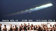 Top: Regalecus glesne observed on February 16, 2009 in the Gulf of Mexico (M. C. Benfield et al). Bottom: Navy SEALs display a 23-foot giant oarfish found in 1996 on the beach in California (DeeDee Van Wormer)