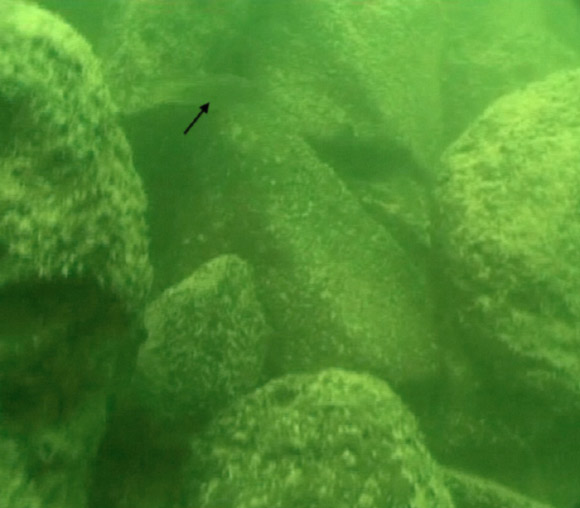 The monumental structure is made of basalt boulders. Fish, marked with arrow, is about 10 cm (Shmuel Marco)