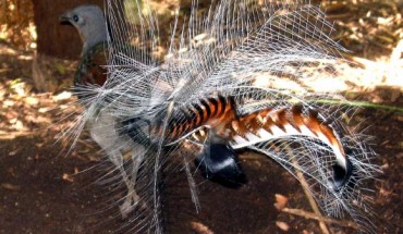 Superb Lyrebird at Healesville Sanctuary, Victoria, Australia (Melburnian / CC BY-SA 3.0)