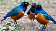 A family of Superb starlings at Wilhelma Zoo in Stuttgart, Germany. The juvenile is in the middle of two adults (Dennis Irrgang / CC BY 2.0)
