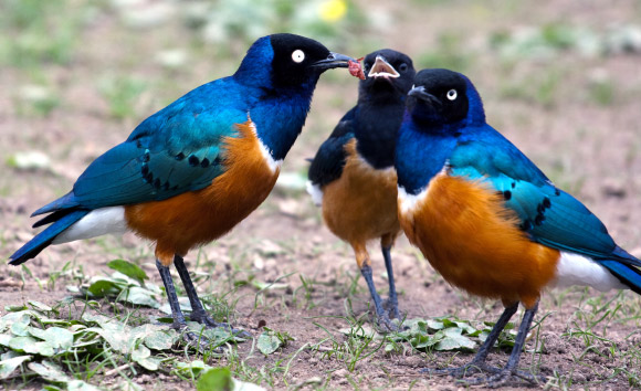 A family of Superb starlings at Wilhelma Zoo in Stuttgart, Germany. The juvenile is in the middle of two adults (Dennis Irrgang / CC BY 2.0)