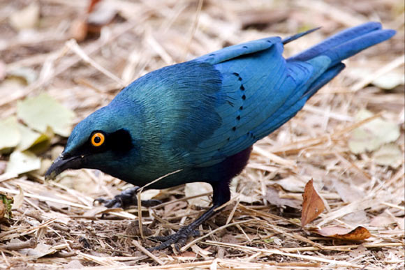 The Greater Blue-Eared starling (Paul Barnard)