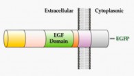 Domain organization of the human epidermal growth factor receptor ligand Epiregulin (Bhuminder Singh et al)