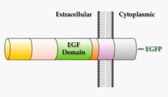 Domain organization of the human epidermal growth factor receptor ligand Epiregulin (Bhuminder Singh et al)