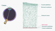 Left: schematic diagram of the human eye showing the cornea (Mikael Häggström / CC0 1.0). Right: vertical section of human cornea (Gray's Anatomy / Sci-News.com)
