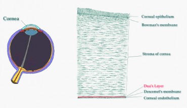 Left: schematic diagram of the human eye showing the cornea (Mikael Häggström / CC0 1.0). Right: vertical section of human cornea (Gray's Anatomy / Sci-News.com)