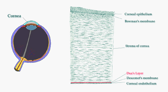 Left: schematic diagram of the human eye showing the cornea (Mikael Häggström / CC0 1.0). Right: vertical section of human cornea (Gray's Anatomy / Sci-News.com)