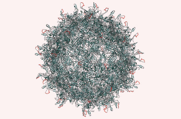 This diagram shows an adeno-associated virus. Prof Schaffer and colleagues changed ten amino acids in one of its coat proteins, shown in orange, to get it to pass through retinal cells to the target photoreceptors (University of California, Berkeley)