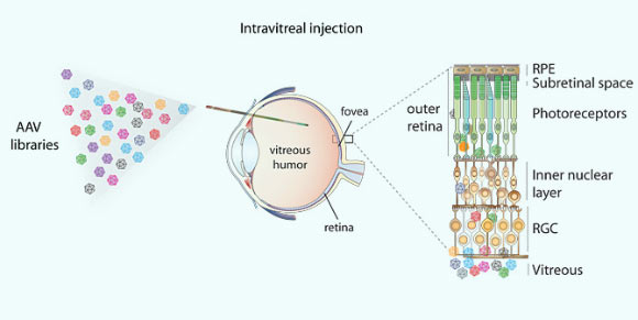 To evolve the adeno-associated virus best suited for gene therapy, the researchers created more than 100 million engineered adeno-associated viruses, left, and injected them into the gel-like center of the eye. Those able to penetrate the many cell layers of the retina are used to shuttle a corrective gene into cells with a defective gene. To reach these cells, in particular the light-sensitive photoreceptors and the retinal pigment epithelium - RPE - cells, the virus must pass through multiple cell layers, right (University of California, Berkeley)
