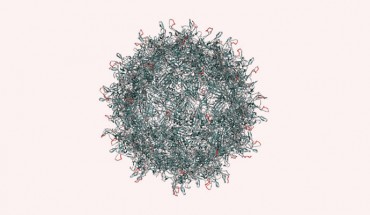 This diagram shows an adeno-associated virus. Prof Schaffer and colleagues changed ten amino acids in one of its coat proteins, shown in orange, to get it to pass through retinal cells to the target photoreceptors (University of California, Berkeley)