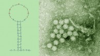 Left : structure CyCV-VN with nonamer sequence in red (Le Van Tan et al). Right: virions of porcine circovirus, which is in the same viral family as CyCV-VN (Deshka Foster / Claire Watt)