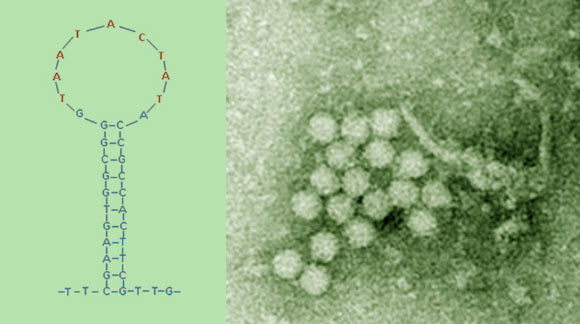 Left : structure CyCV-VN with nonamer sequence in red (Le Van Tan et al).  Right: virions of porcine circovirus, which is in the same viral family as CyCV-VN (Deshka Foster / Claire Watt)