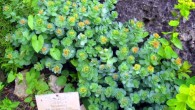 Rhodiola rosea has been used for centuries by Scandinavians and Russians to reduce stress. This image shows Rhodiola in the Berlin Botanical Garden