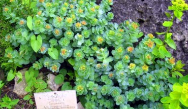 Rhodiola rosea has been used for centuries by Scandinavians and Russians to reduce stress. This image shows Rhodiola in the Berlin Botanical Garden
