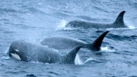 One of seven currently known records of killer whales Orcinus orca type D: in the Drake Passage, the body of water between the southern tip of South America at Cape Horn and the South Shetland Islands of Antarctica (J. Plana via Robert L. Pitman et al., 2011)