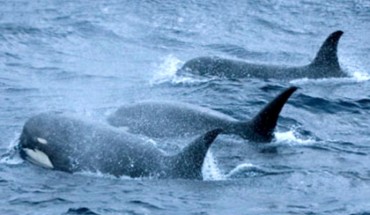 One of seven currently known records of killer whales Orcinus orca type D: in the Drake Passage, the body of water between the southern tip of South America at Cape Horn and the South Shetland Islands of Antarctica (J. Plana via Robert L. Pitman et al., 2011)