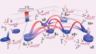 Two mutations altered the energetic landscape of protein-ligand binding. A, left: thermodynamic landscapes of the ensemble of interaction networks of the synthetic estrogen NPT and residues 41, 75, and 82 are shown for AncSR2 - the ancestor of the nonaromatized steroid receptors clade - containing the ancestral states glu41 and leu75; or, B, the derived states GLN41 and MET75 (adapted from Michael J. Harms et al., 2013)