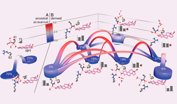 Two mutations altered the energetic landscape of protein-ligand binding. A, left: thermodynamic landscapes of the ensemble of interaction networks of the synthetic estrogen NPT and residues 41, 75, and 82 are shown for AncSR2 - the ancestor of the nonaromatized steroid receptors clade - containing the ancestral states glu41 and leu75; or, B, the derived states GLN41 and MET75 (adapted from Michael J. Harms et al., 2013)