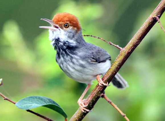 Cambodian Tailorbird (© James Eaton / Birdtour Asia)
