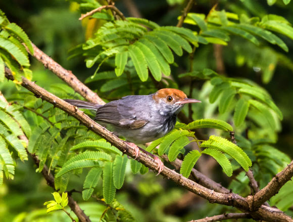 Cambodian Tailorbird (© Ashish John / WCS)