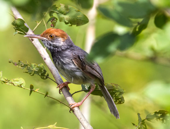 Cambodian Tailorbird (© Ashish John / WCS)