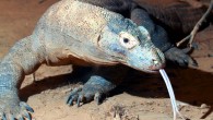 A Komodo dragon Varanus komodoensis at the Cincinnati Zoo (Mark Dumont / CC BY 2.0)