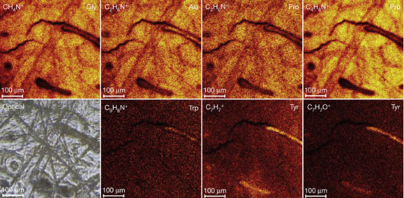 Signatures of amino acids in the Thistle Creek horse bone (Ludovic Orlando et al)