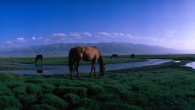 Modern horses in China (Joy Boffin / CC BY 2.0)