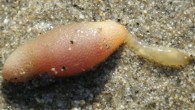 Spoon worm Arhynchite hayaoi (Masaatsu Tanaka / Teruaki Nishikawa)