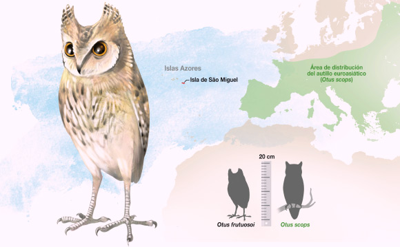 Reconstruction of Otus frutuosoi (J. A. Peñas / SINC)
