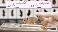ISRIB-treated mice display significant enhancement in spatial and fear-associated learning. The inset shows structure of ISRIB isosteromers (Jeff Miller / Carmela Sidrauski et al)