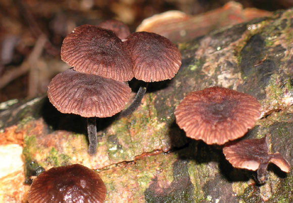 Gymnopus ceraceicola (Jerry Cooper)