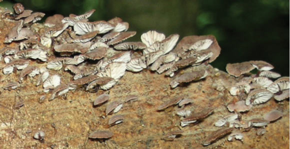 Gymnopus hakaroa (Jerry Cooper)