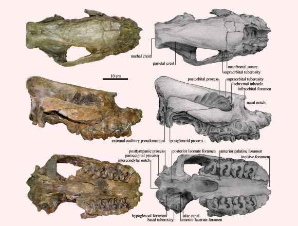 Skull of Aceratherium porpani: dorsal, lateral and ventral view (Tao Deng et al)
