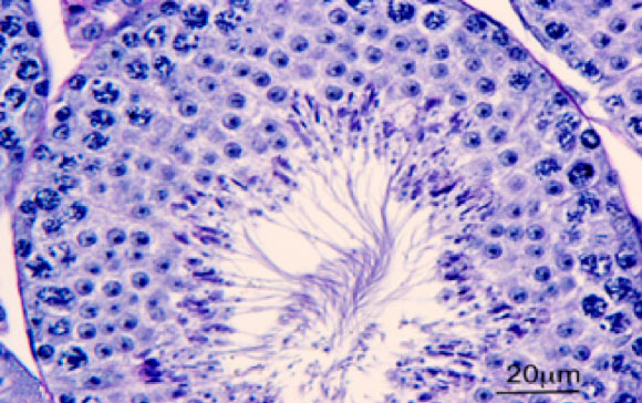 PAS-stained paraffin section of testicular tubules from wild-type mice treated with clofibrate (Bedrich Mosinger et al)
