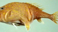 The Yellowspot frogmouth, Chaunax flavomaculatus (Hsuan-Ching Ho et al)