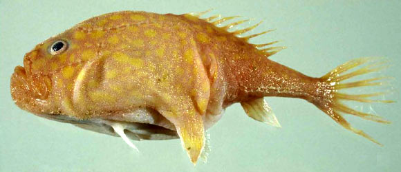 The Yellowspot frogmouth, Chaunax flavomaculatus (Hsuan-Ching Ho et al)