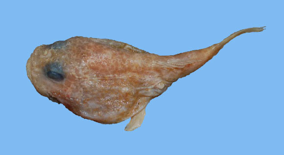 The Netted frogmouth, Chaunax reticulatus (Hsuan-Ching Ho et al)